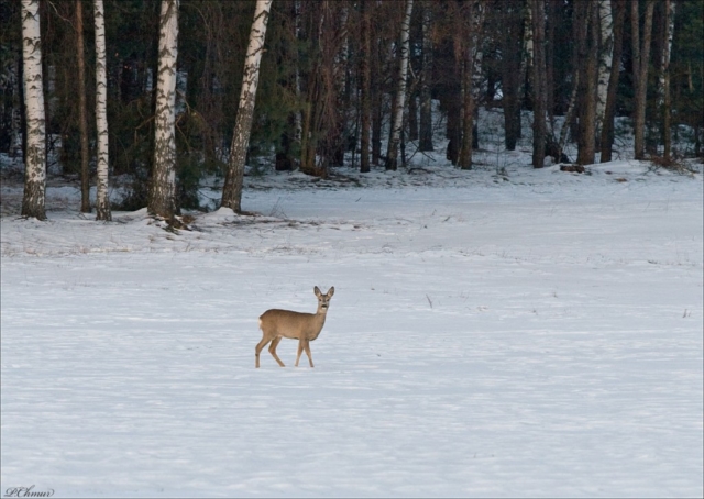 roe deer in the forest