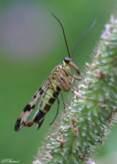 Mecoptera