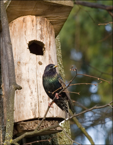 starling