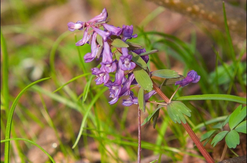 Early spring this year