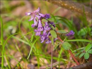 Corydalis