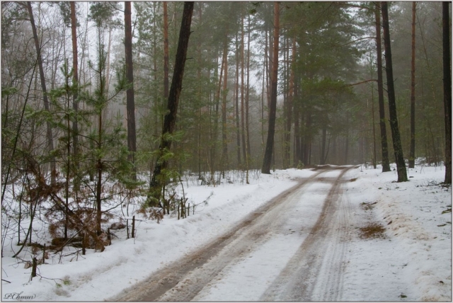 forest road