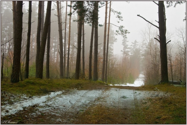 fog and trees