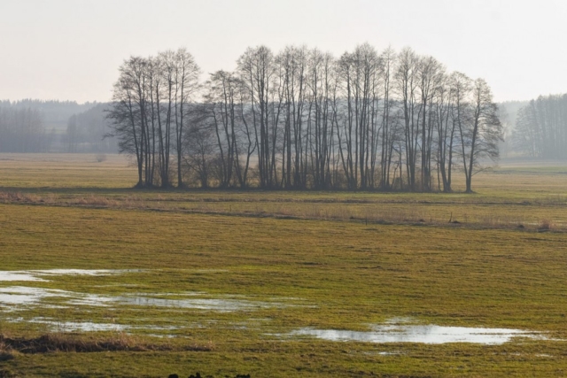 clump of trees