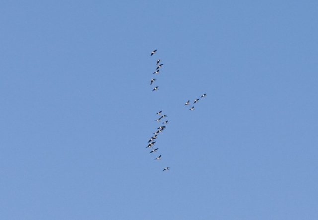 birds inflight