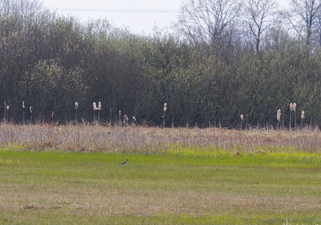 lapwings