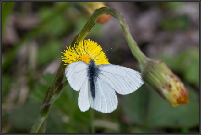 Pieris brassicae, the large white,