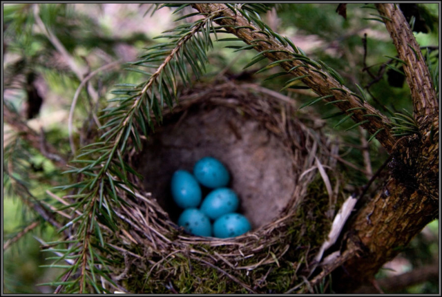 thrush nest