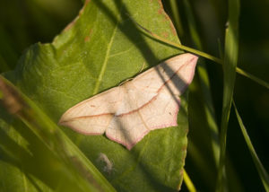 Blood-vein (Timandra comae)