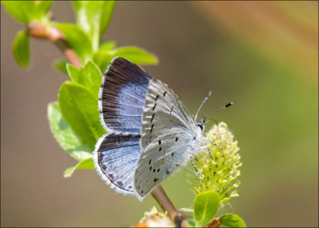 holly blue (Celastrina argiolus)