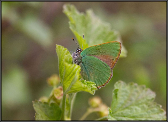 Green Hairstreak