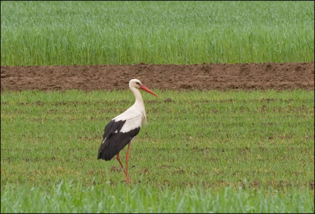 stork