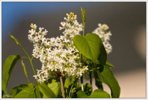 Common lilac (Syringa vulgaris)