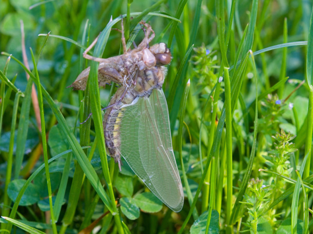 dragonfly