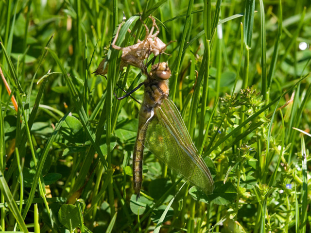 dragonfly