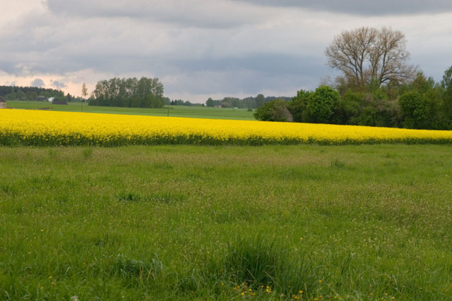 rape field