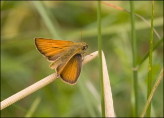 small skipper