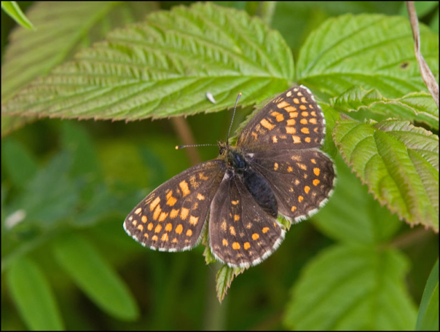 meadow fritillary