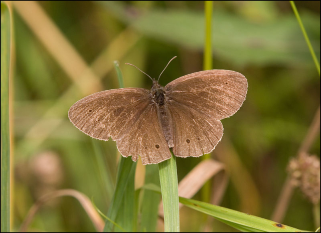 ringlet