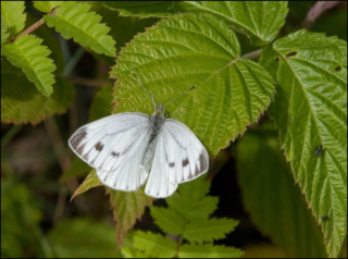 large white