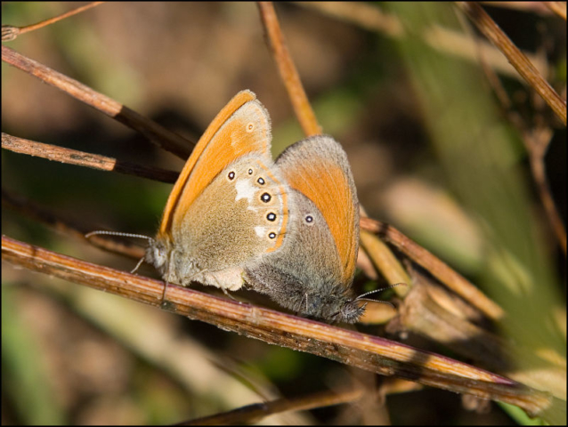 small heath