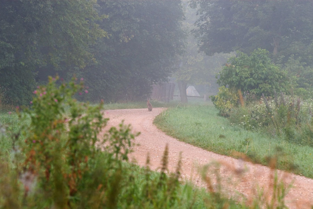 hare on the road