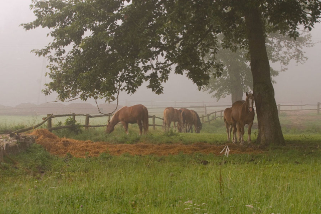 horses in the fog