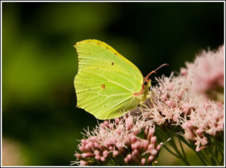 Common Brimstone - male