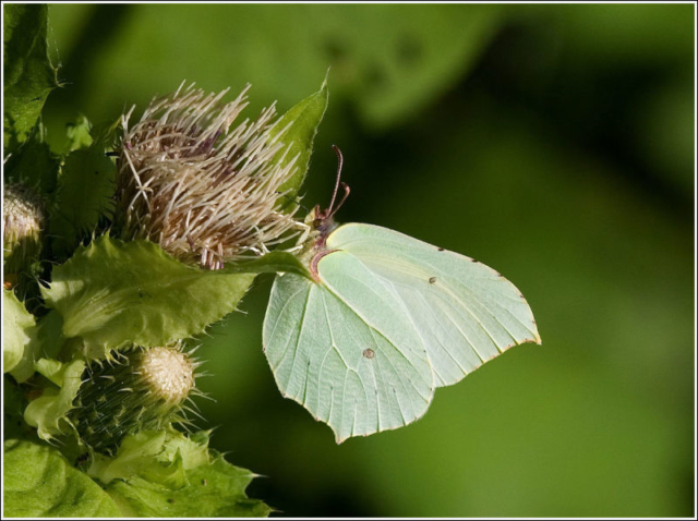 Common Brimstone - female