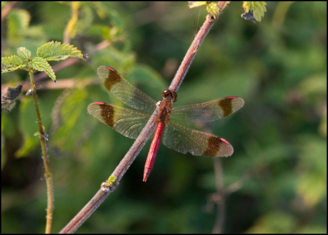 Banded darter (Sympetrum pedemontanum)