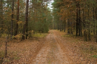 forest road