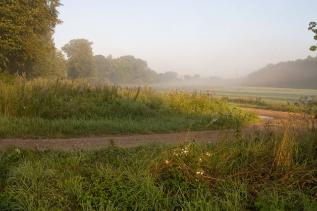 in the foggy morning