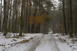 grzebienie forest 