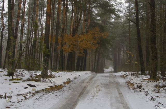 grzebienie forest