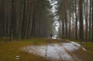 grzebienie forest