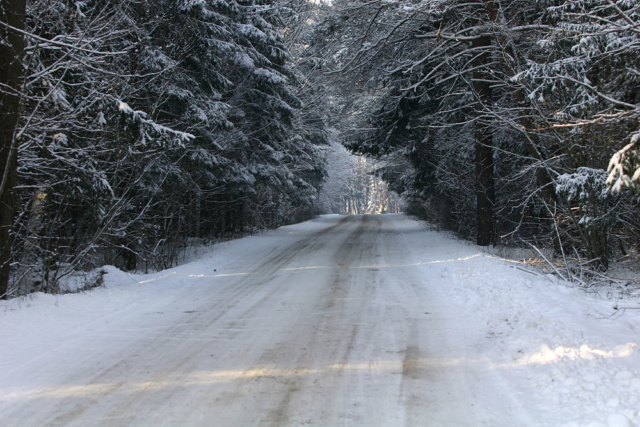 winter forest