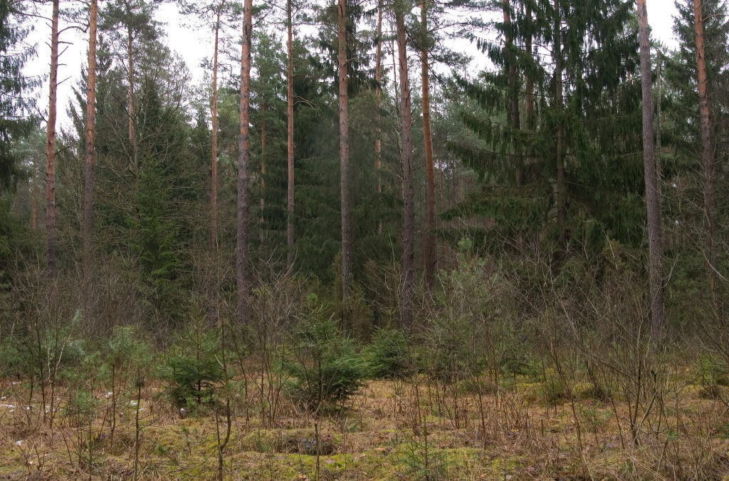 A short trip to the Augustów Forest