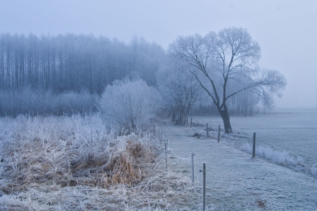 in the fog