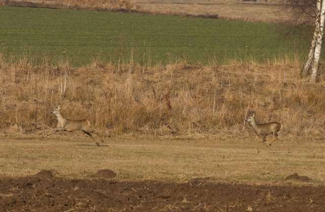 European roe deers (Capreolus capreolus)