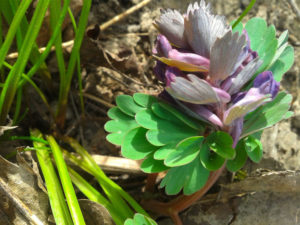 Corydalis