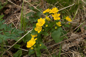 Marsh-marigold (Caltha palustris)