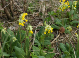 Common cowslip (Primula veris)
