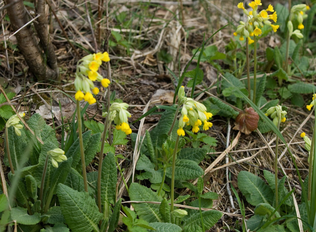 Primula ((P. vulgaris)