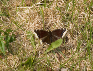 Camberwell beauty