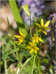 Yellow star-of-Bethlehem (Gagea lutea)