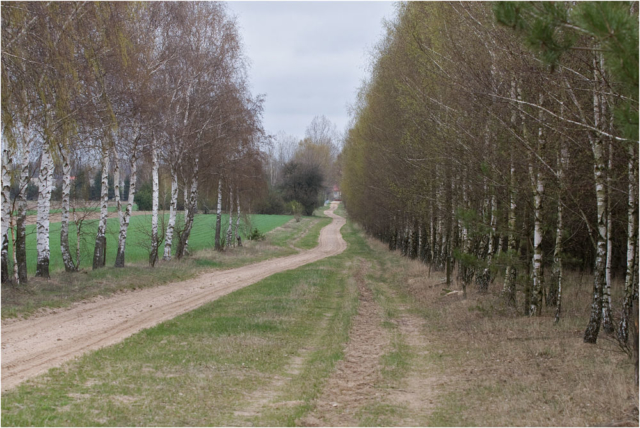 birch alley