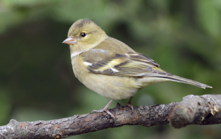 Chaffinch -  female