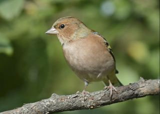 Chaffinch -  male