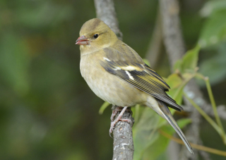 Chaffinch -  female