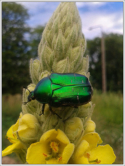 Cockchafer (Melolontha melolontha)